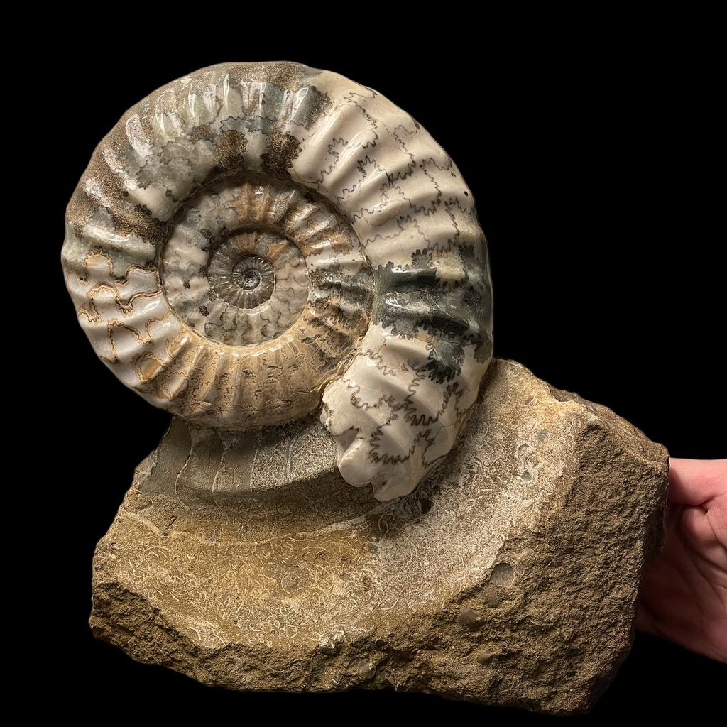 British Ammonites of the Lower Jurassic: A Historical Perspective on the Contributions of William Buckland and Sydney Buckman
