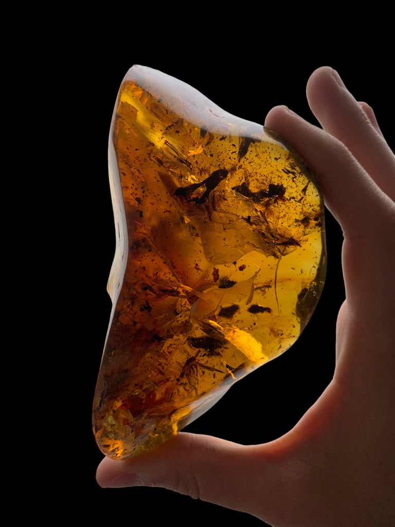 Golden Time Capsules: The Intriguing World of Amber Fossils and Their Stories