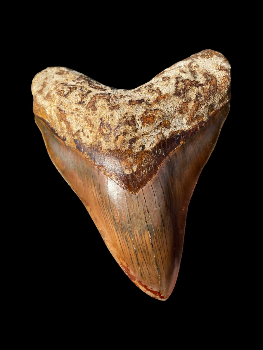 Fossils as an Investment A Historical Rise in Value and the Importanc