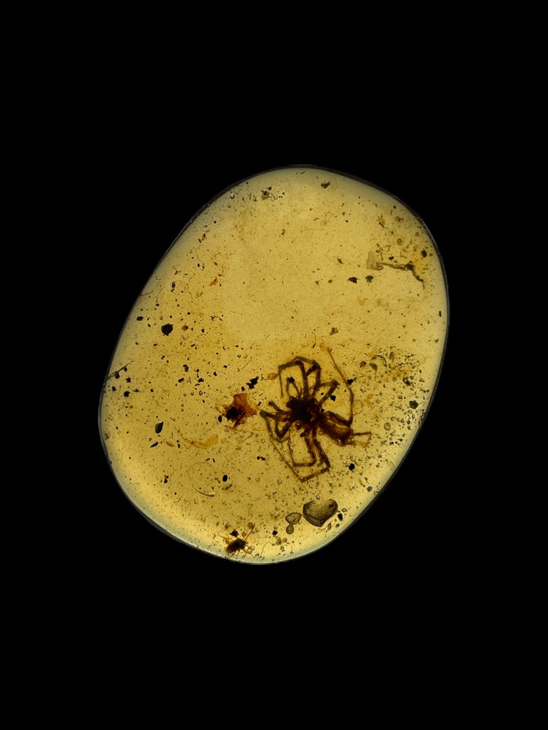 The Fossil Remains Found in Burmese Amber: A Catalyst for Scientific Change