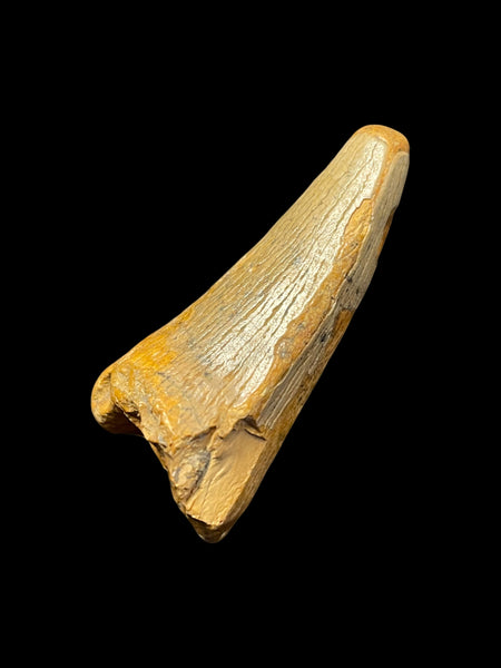 Dakosaurus Maximus (Crocodylomorph) - Potton, Bedfordshire