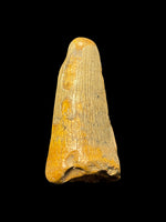 Dakosaurus Maximus (Crocodylomorph) - Potton, Bedfordshire