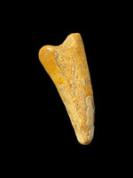 Dakosaurus Maximus (Crocodylomorph) - Potton, Bedfordshire