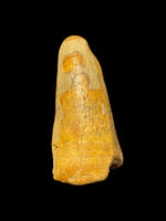 Dakosaurus Maximus (Crocodylomorph) - Potton, Bedfordshire