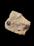 Tabulate Coral (Favosites) - Dartington, Devon