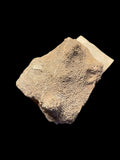 Tabulate Coral (Favosites) - Dartington, Devon