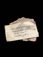 Tabulate Coral (Favosites) - Dartington, Devon
