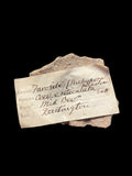 Tabulate Coral (Favosites) - Dartington, Devon