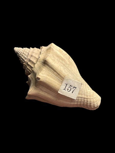 Volutospina (Gastropod) - Barton on Sea, Hampshire