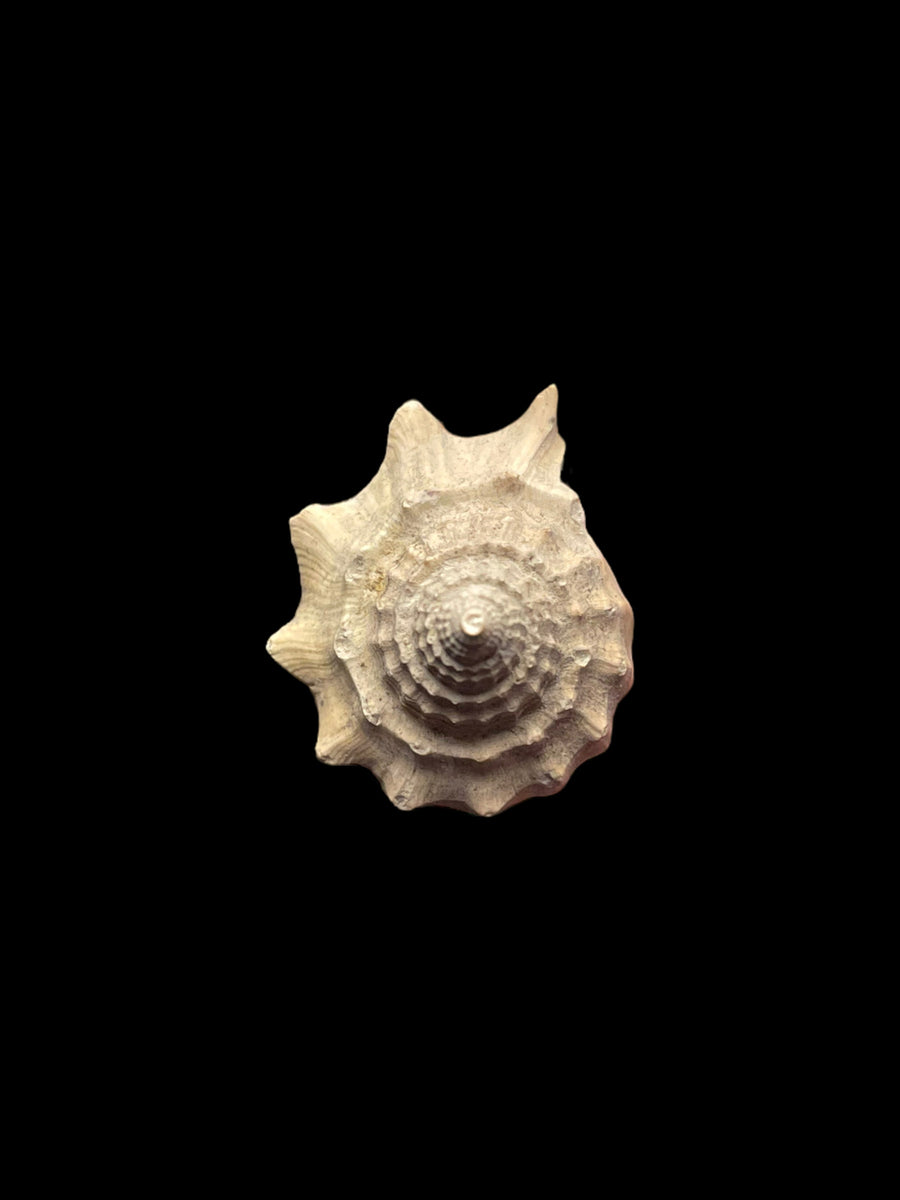 Volutospina Gastropod Barton On Sea Hampshire Fossil Atelier Volutospina Gastropod Barton On Sea Hampshire Fossil Atelier