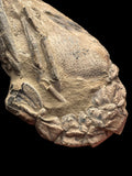 Meyeria Magna (Lobster) - Isle of Wight