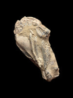 Meyeria Magna (Lobster) - Isle of Wight