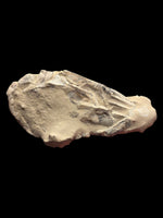 Meyeria Magna (Lobster) - Isle of Wight