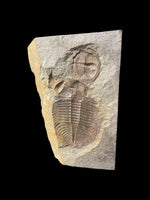 Lloydolithus and Ogyginus (Ventrally Preserved) - Shropshire, England
