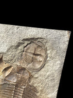 Lloydolithus and Ogyginus (Ventrally Preserved) - Shropshire, England