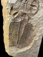 Lloydolithus and Ogyginus (Ventrally Preserved) - Shropshire, England