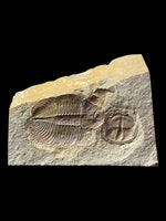 Lloydolithus and Ogyginus (Ventrally Preserved) - Shropshire, England