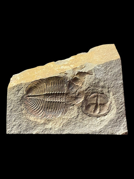 Lloydolithus and Ogyginus (Ventrally Preserved) - Shropshire, England
