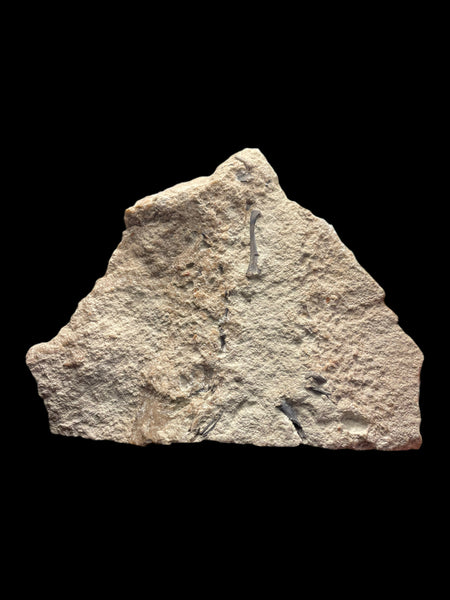 Clevosaurus Hudsoni (Reptile) - Tytherington, Gloucestershire