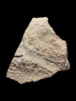 Clevosaurus Hudsoni (Reptile) - Tytherington, Gloucestershire