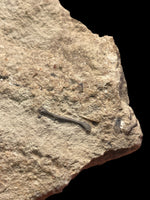 Clevosaurus Hudsoni (Reptile) - Tytherington, Gloucestershire
