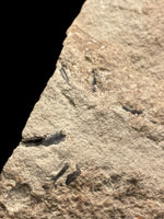 Clevosaurus Hudsoni (Reptile) - Tytherington, Gloucestershire