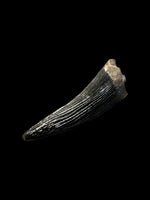 Teleosaurus Tooth (Crocodile) - Ardley, Oxfordshire