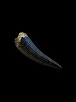 Teleosaurus Tooth (Crocodile) - Ardley, Oxfordshire