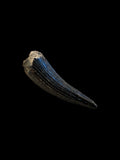 Teleosaurus Tooth (Crocodile) - Ardley, Oxfordshire
