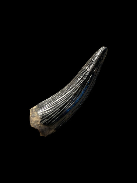 Teleosaurus Tooth (Crocodile) - Ardley, Oxfordshire