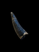 Teleosaurus Tooth (Crocodile) - Ardley, Oxfordshire