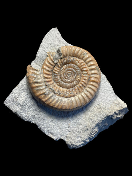 Epophioceras Longicella - Stonehouse, Gloucestershire