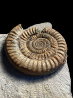 Epophioceras Longicella - Stonehouse, Gloucestershire