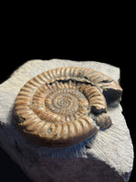 Epophioceras Longicella - Stonehouse, Gloucestershire