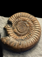 Epophioceras Longicella - Stonehouse, Gloucestershire