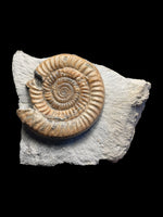 Epophioceras Longicella - Stonehouse, Gloucestershire