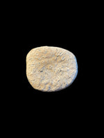 Pliosaur Paddle Digit - Orton Pit, Peterborough