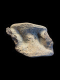 Plesiosaur Vertebra (Cryptoclidus sp.) - Peterborough, Cambridgeshire