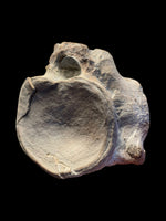 Plesiosaur Vertebra (Cryptoclidus sp.) - Peterborough, Cambridgeshire