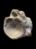 Plesiosaur Vertebra (Cryptoclidus sp.) - Peterborough, Cambridgeshire