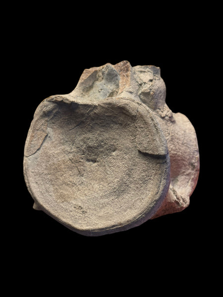 Plesiosaur Vertebra (Cryptoclidus sp.) - Peterborough, Cambridgeshire