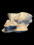 Plesiosaur Vertebra (Cryptoclidus sp.) - Peterborough, Cambridgeshire