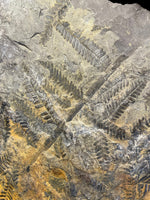Carboniferous Ferns - Radstock, Somerset