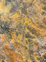Carboniferous Ferns - Radstock, Somerset