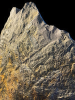 Carboniferous Ferns - Radstock, Somerset