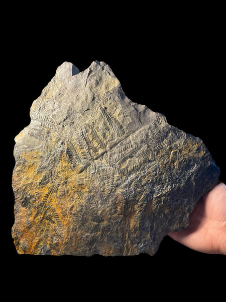 Carboniferous Ferns - Radstock, Somerset