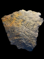 Carboniferous Ferns - Radstock, Somerset