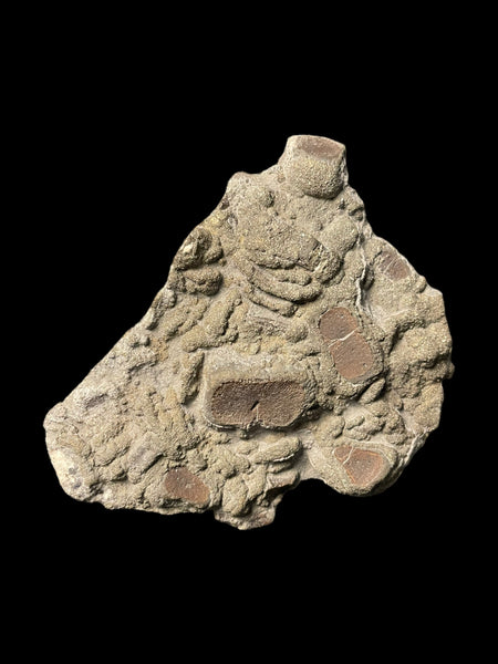 Ichthyosaur Paddle Digits - Lyme Regis, Dorset