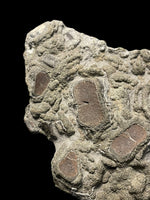 Ichthyosaur Paddle Digits - Lyme Regis, Dorset