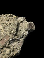 Ichthyosaur Paddle Digits - Lyme Regis, Dorset